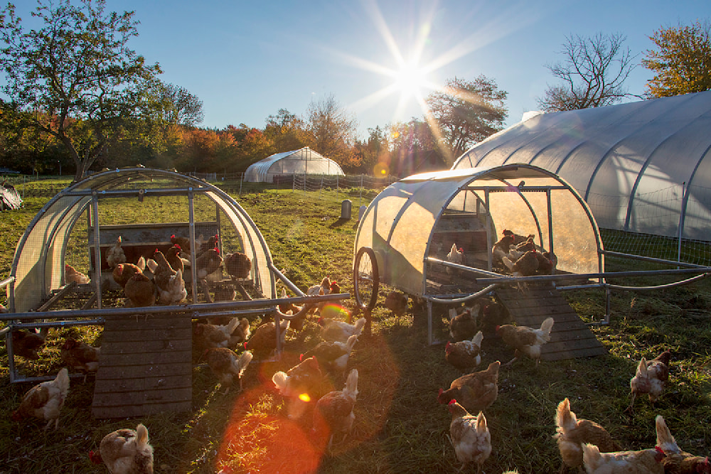 Organic Farm and Chicken Hoops – Robbie George Photography