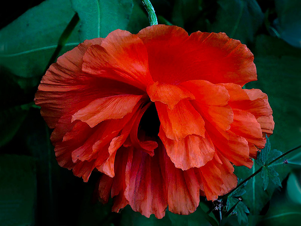 Old Fashioned Poppy