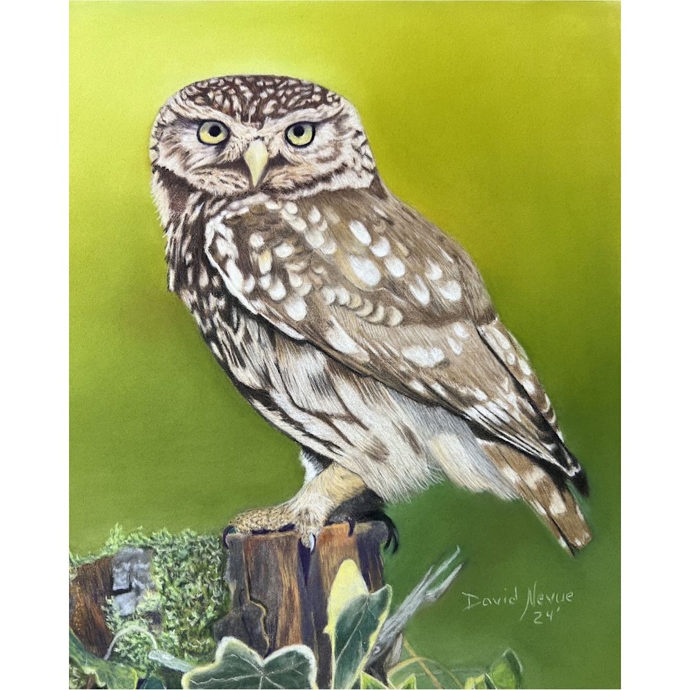 Owl Art Prints by Dave Nevue - Award-Winning Wildlife Pastel Painting ...