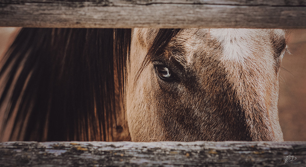 © Sage DuBois Photography