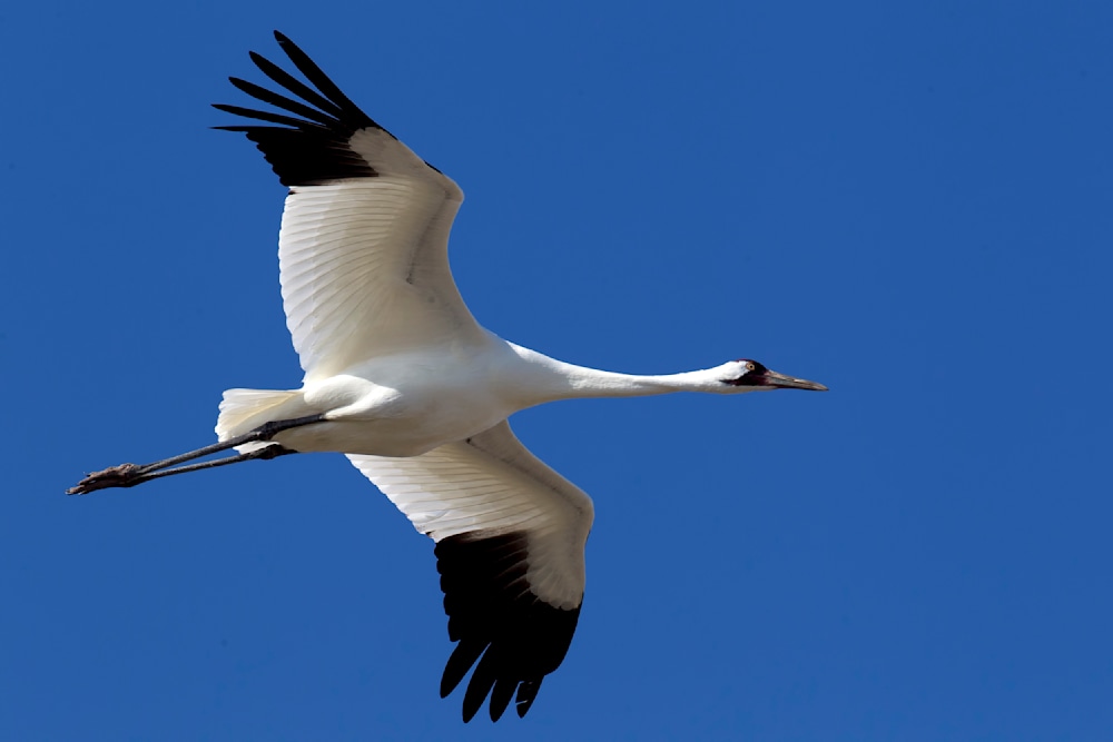Whooping crane standing in coastal wetland habitat