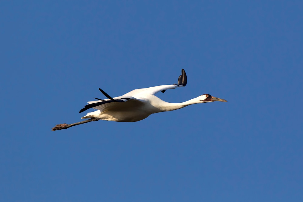 Whooping Crane in mid-flight over coastal marsh — fine art image by Robbie George