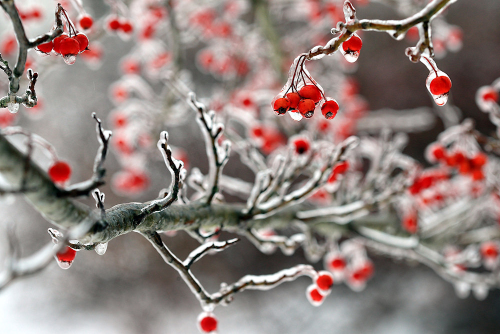 A cluster of bright red winterberries coated in ice, glistening on curved branches — a quiet expression of nature’s ethereal beauty
