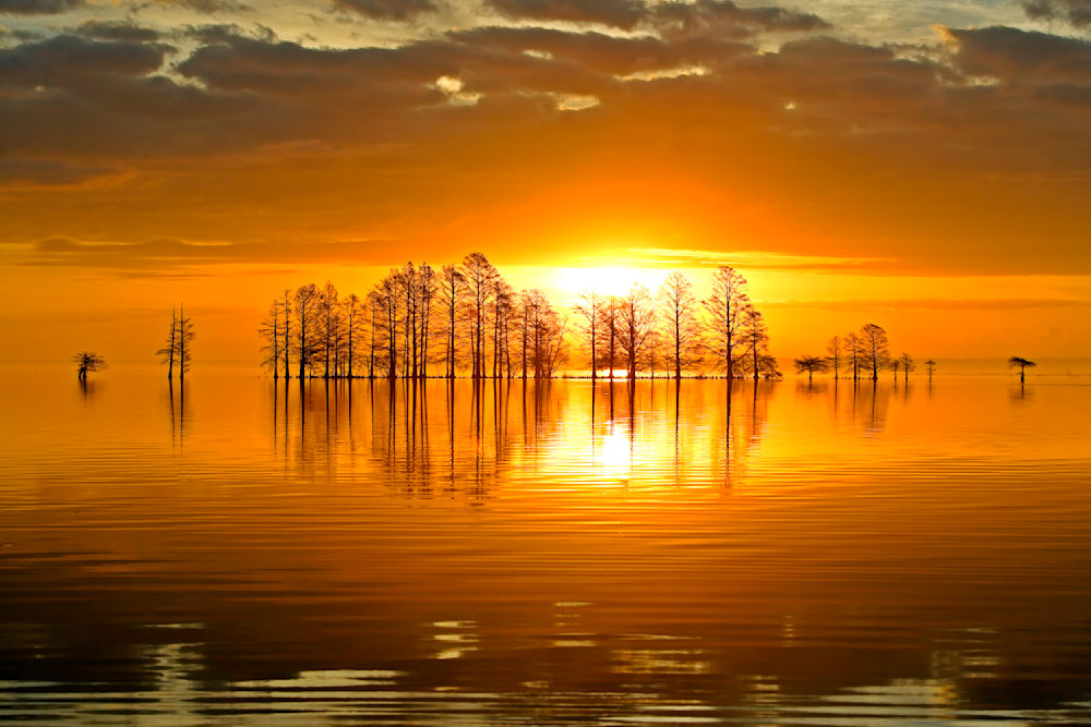 Sunrise over Lake Mattamuskeet, casting golden reflections across calm water and silhouetted trees — a moment of pure morning light