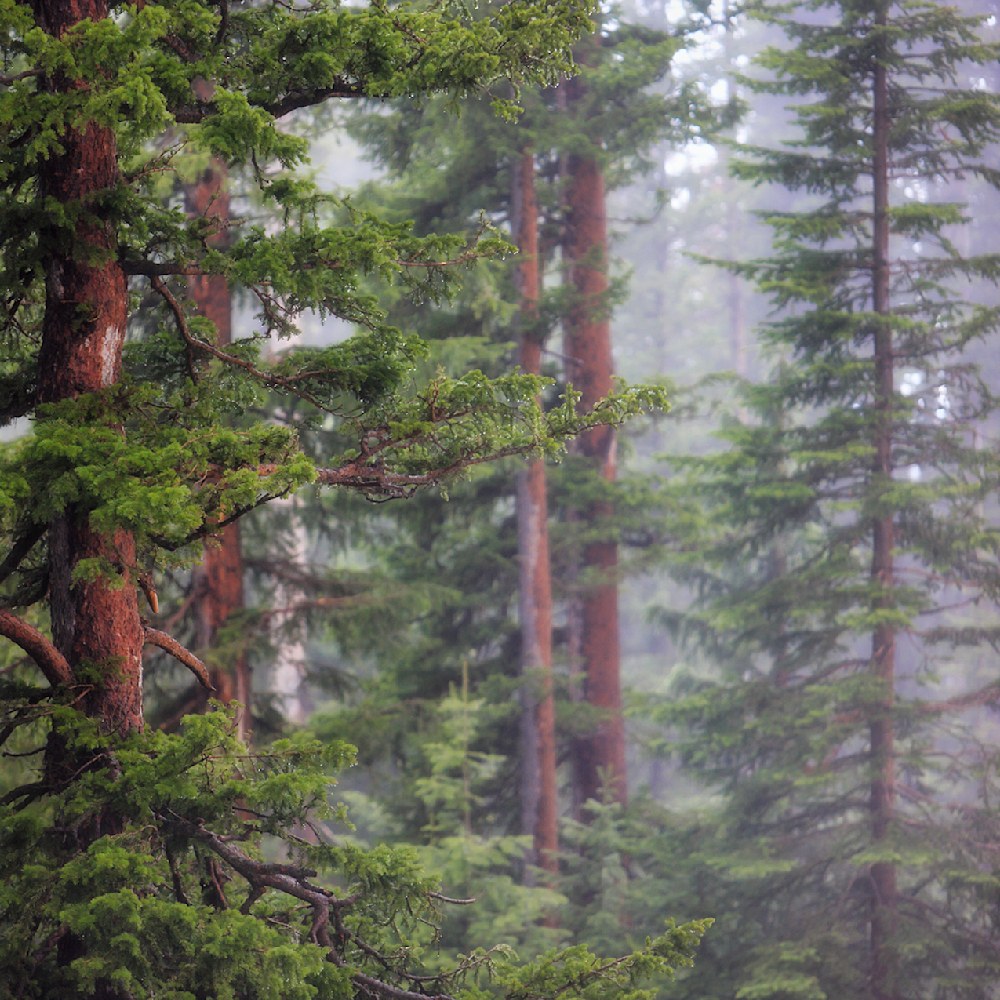 Foggy pine forest with layers of mossy green trees and stillness that reflects inner grounding