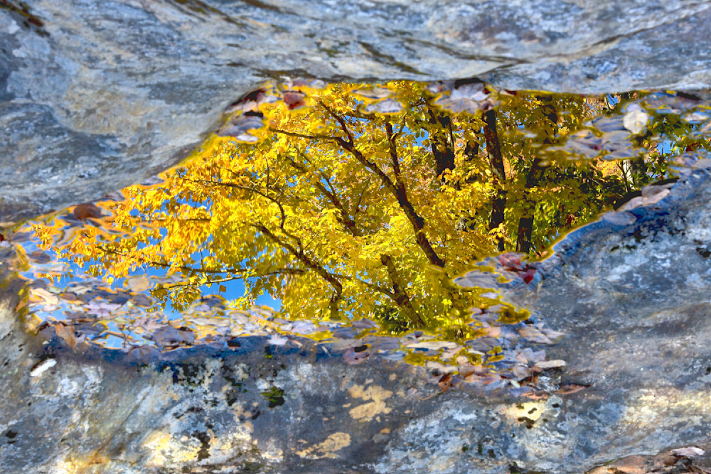 Golden autumn tree reflected in a still puddle on a rock surface — a natural mirror capturing the soul of the season