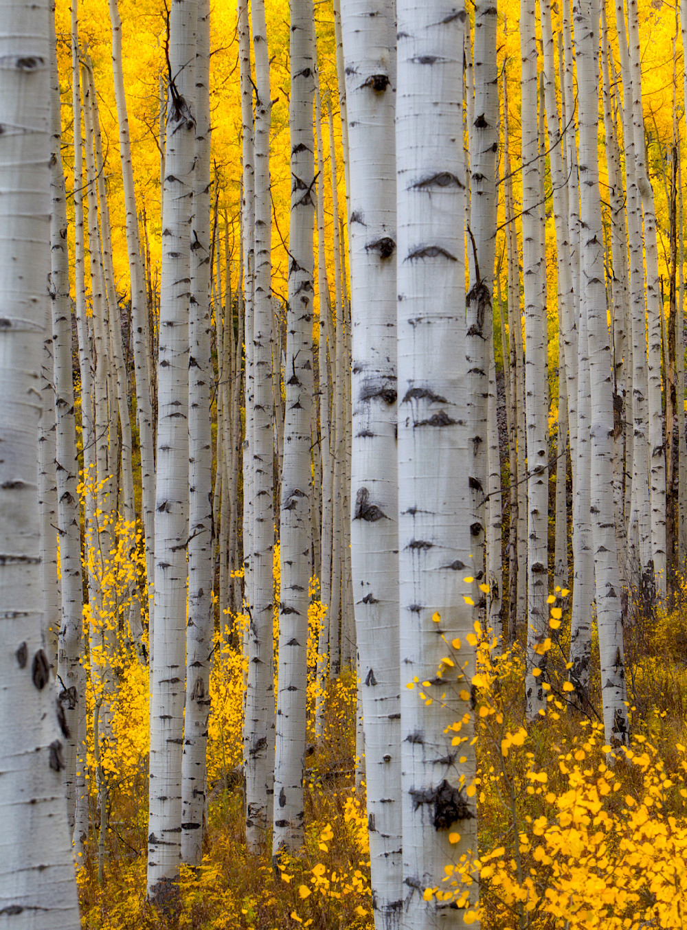 On the Compositional Nature of the Aspec