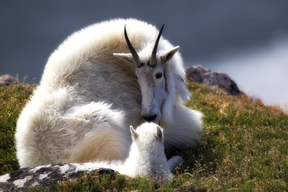 A mountain goat and her kid curled together in the alpine grass — a moment of wilderness tenderness and wisdom