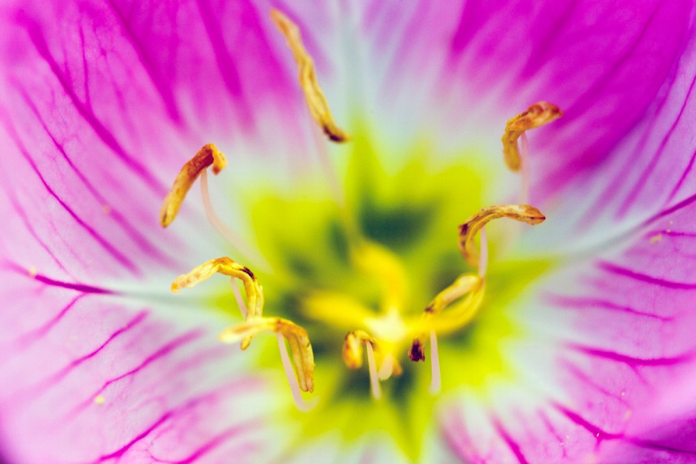 Extreme close-up of a vibrant pink and yellow flower center showing natural symmetry and detail
