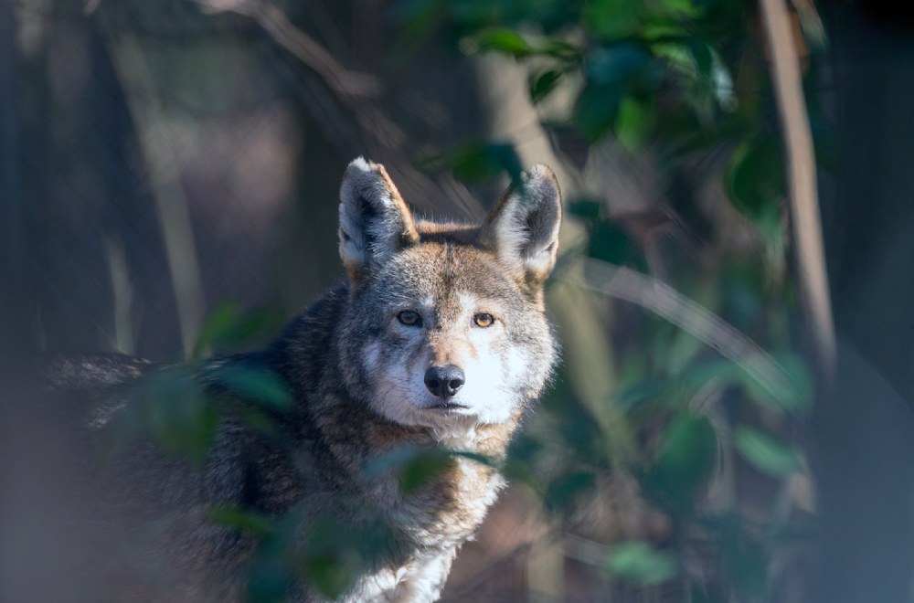 Red wolf in dense vegetation showing cautious movement, territorial behavior, and family-based lifestyle