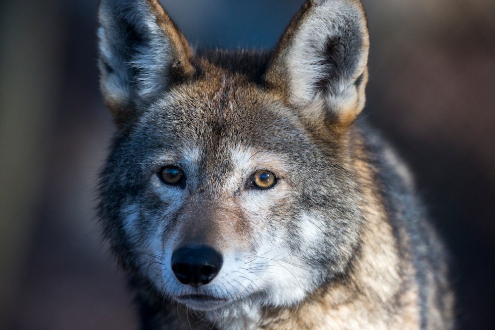 Red wolf in wild habitat representing conservation recovery and endangered species protection