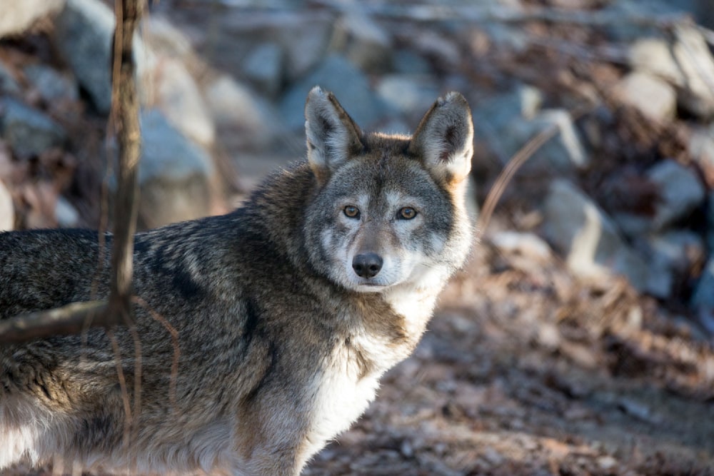 Red wolf in forest habitat representing species classification and ecological adaptation