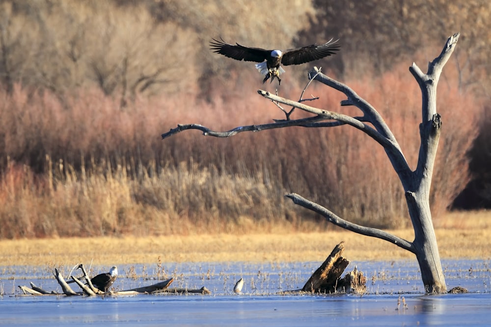 Bald eagle capturing a duck in a wetland at Bosque del Apache, illustrating predator behavior and wetland habitat dynamics