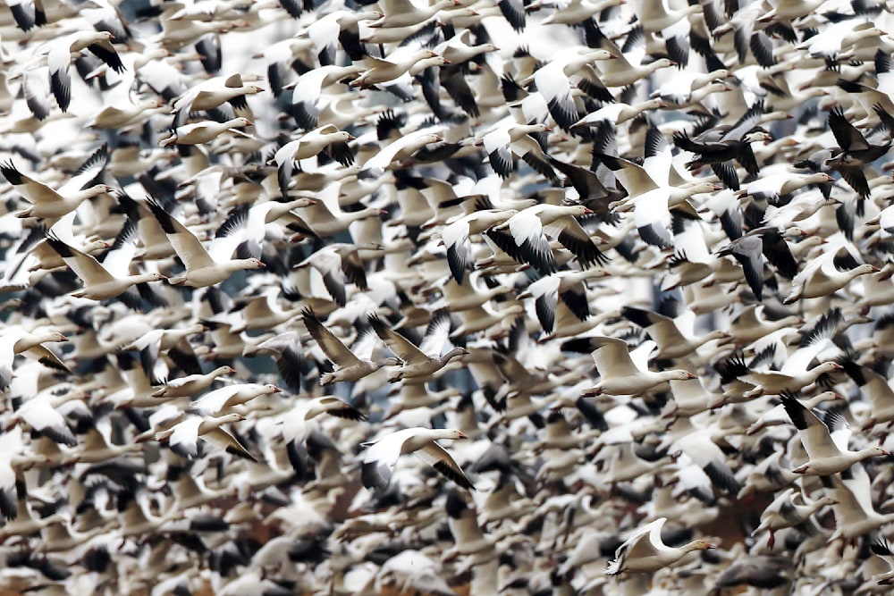 Large flock of snow geese flying in dense formation across the sky at Bosque Del Apache National Wildlife Refuge