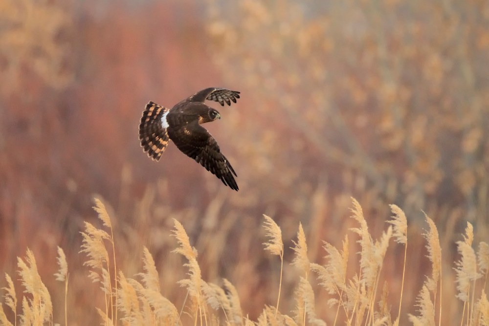 Cooper's hawk flying low over golden grasses hunting at Bosque Del Apache during autumn light