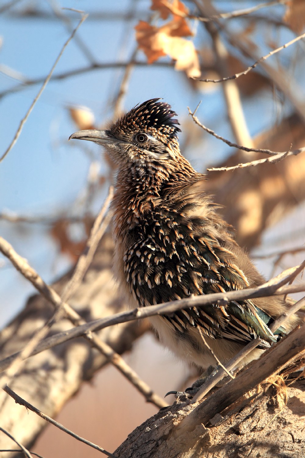 Roadrunner perched in warm desert light among vegetation at Bosque Del Apache National Wildlife Refuge