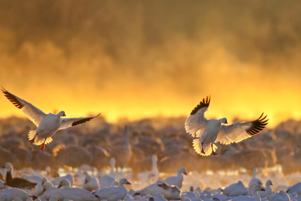 Snow geese landing in shallow wetland water at Bosque del Apache showing habitat concentration and movement patterns