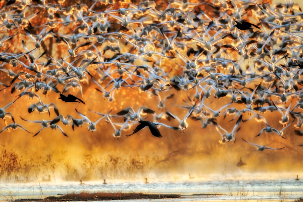 Snow geese and ravens flying together through golden sunrise light at Bosque Del Apache National Wildlife Refuge