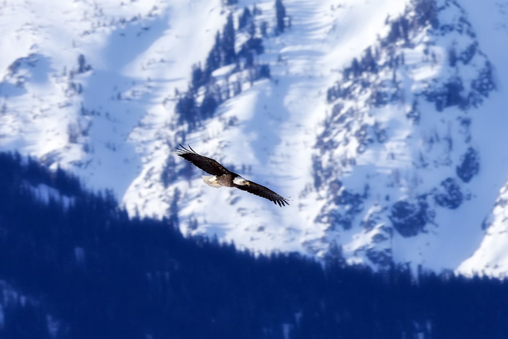 A bald eagle soaring through crisp alpine air in front of the snow-covered Rocky Mountains — a symbol of freedom and vision