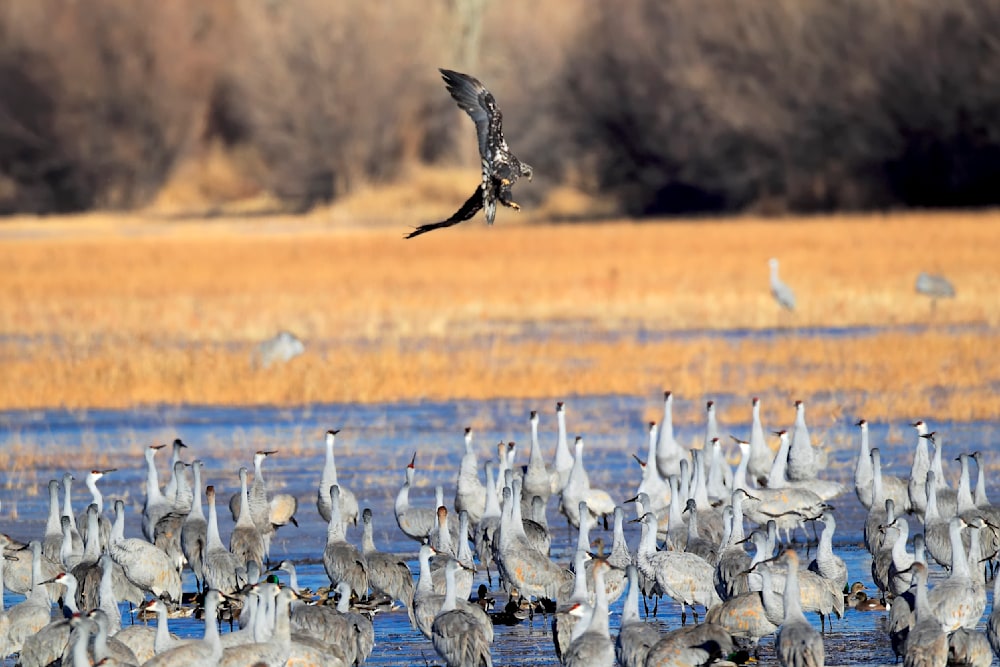 Sandhill cranes gathered in a wetland with a young bald eagle descending, illustrating biodiversity, species interaction, and habitat layering in a North American ecosystem