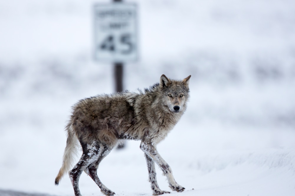 Gray wolf with mange standing near a roadside in winter, illustrating wildlife stress and ecosystem pressure