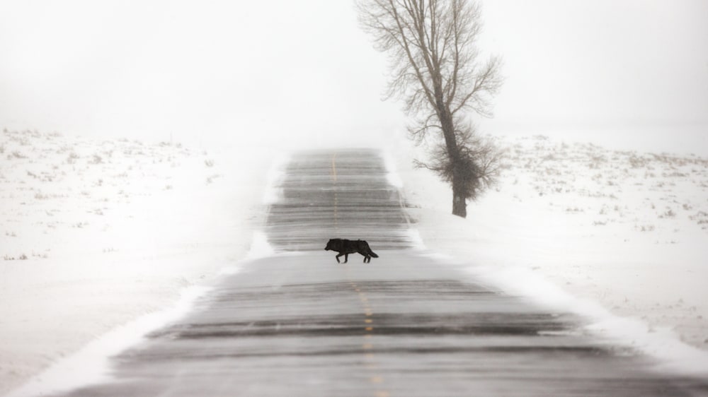 Black wolf crossing a snow-covered road in Wyoming, illustrating habitat fragmentation, wildlife movement corridors, and human impact on ecosystems