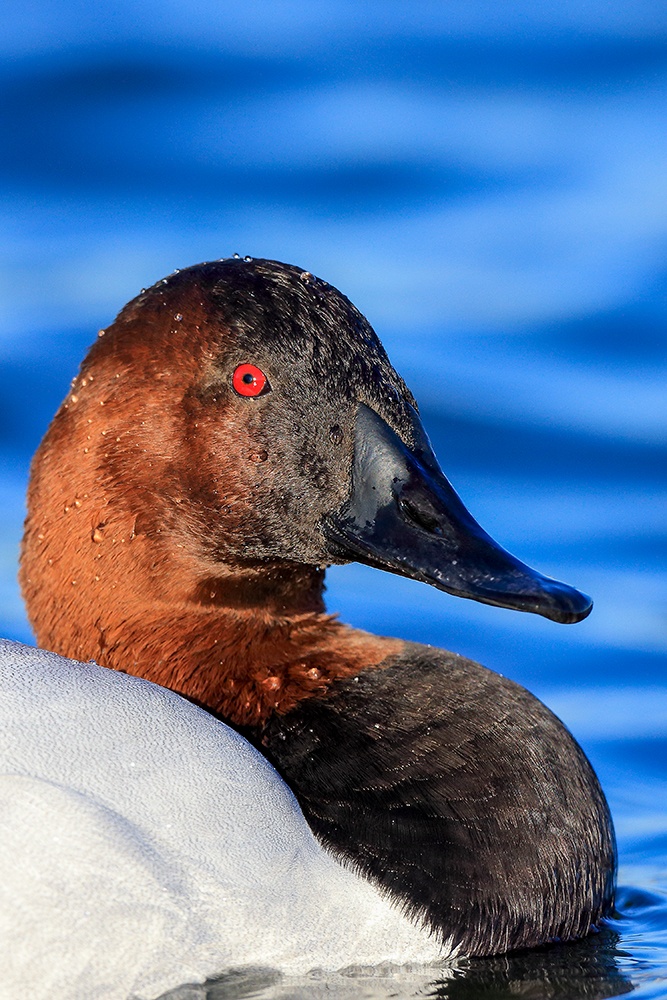Canvasback duck swimming across calm wetland water