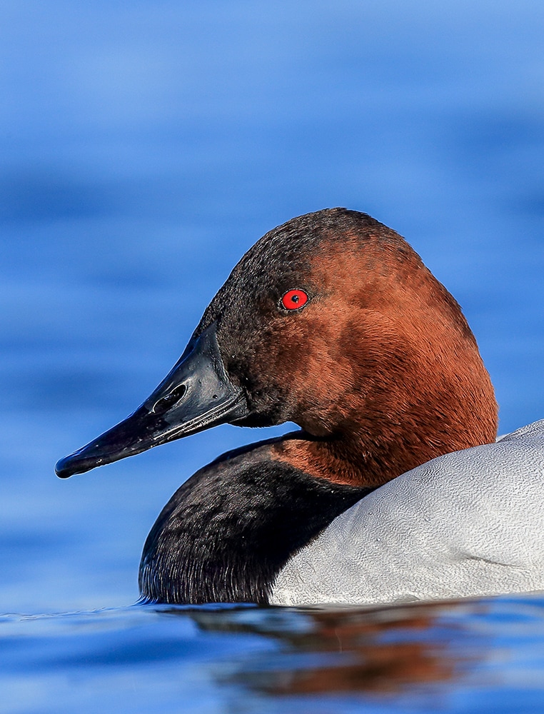 Canvasback Duck – Identification, Habitat, Diet & Conservation | Robbie ...