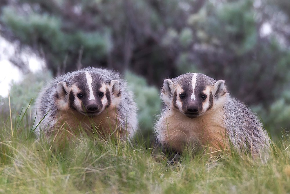 Badger: Everything You Need to Know About This Fascinating