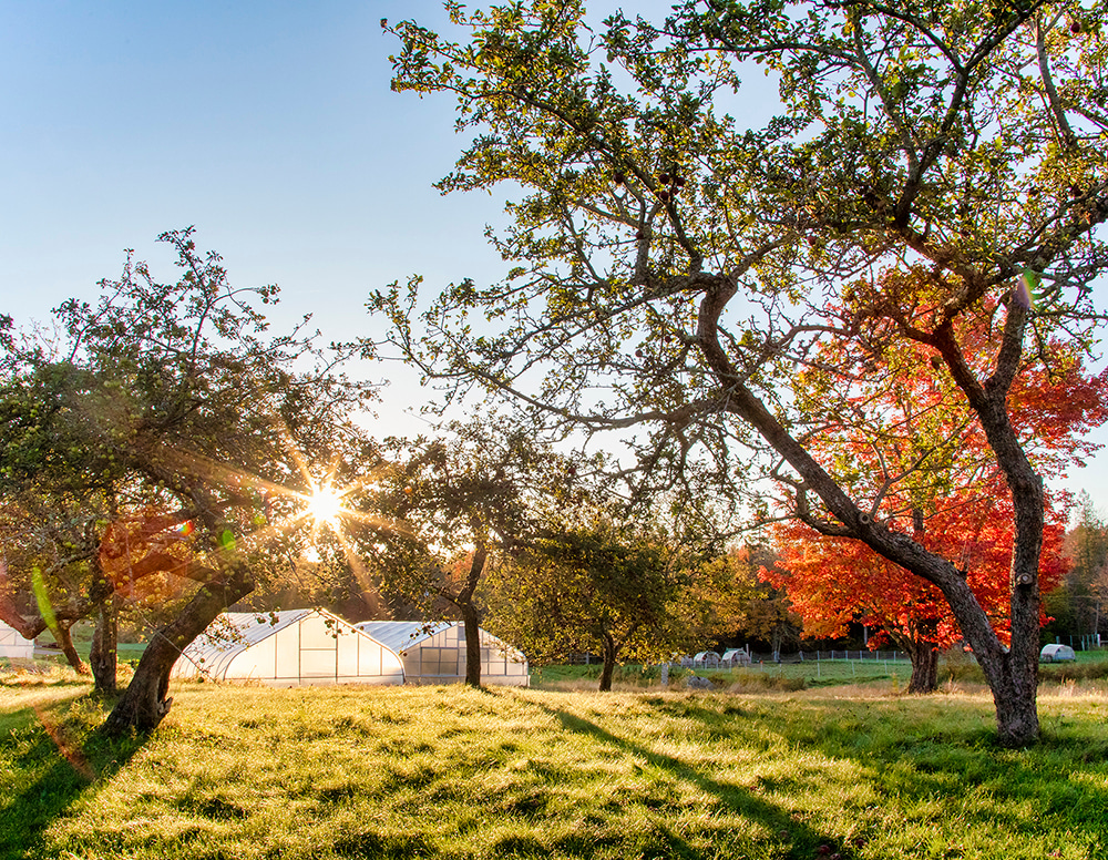 Golden autumn at Four Season Farm — sunlight stored in the land | Fine Art by Robbie George
