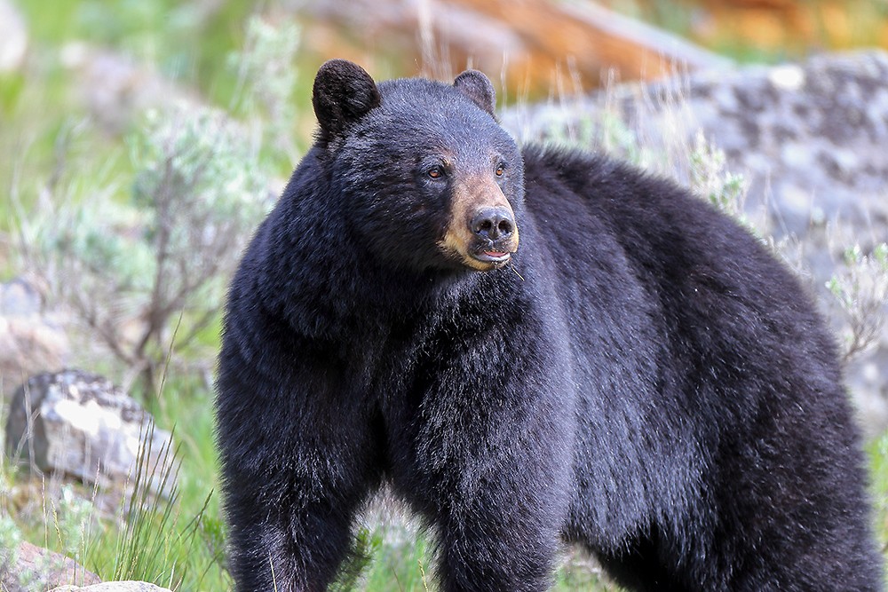 Black Bear | Species Overview, Habitat, Diet, Behavior & More