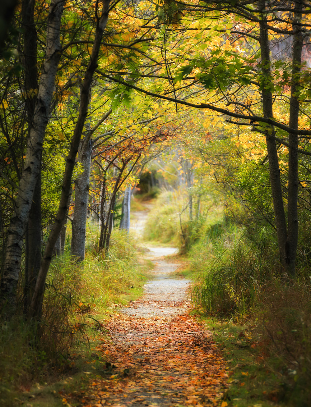 Curving footpath lined with fallen autumn leaves and framed by trees in golden light, creating a peaceful woodland tunnel