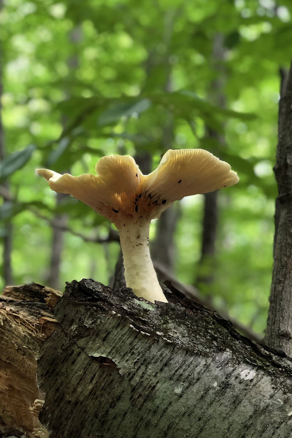 Roots, branches, and forest floor intertwined in a living sensory network