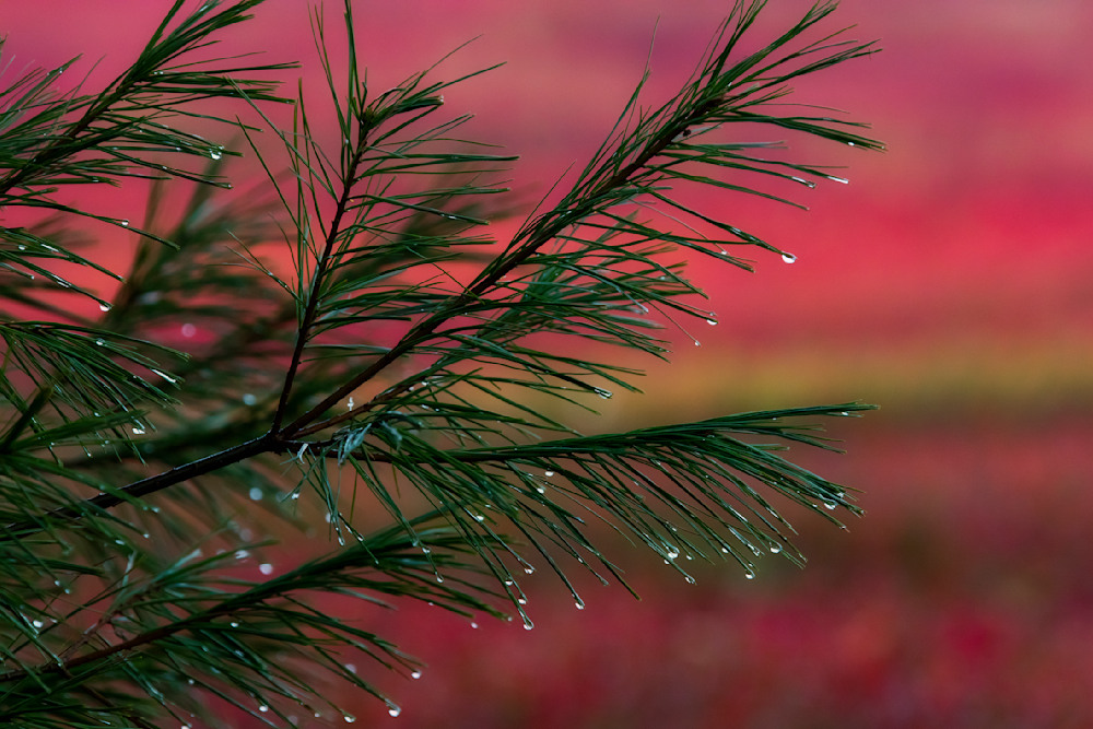 Lodgepole pine needles catching dew—forest memory written in moisture, pressure, and light