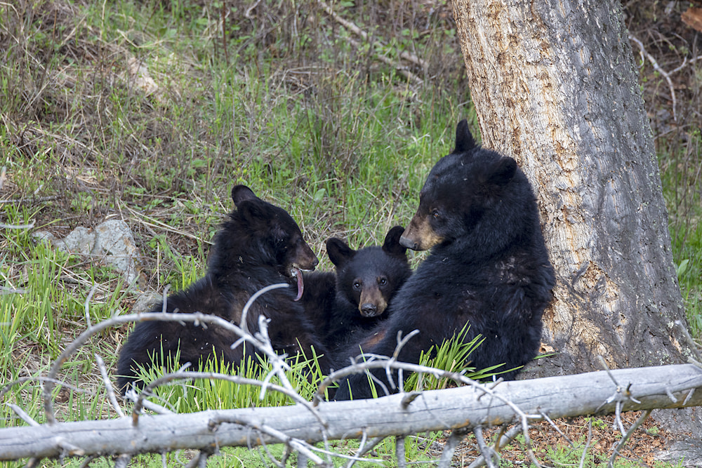 Bear cubs resting inside their den, held in the compressed warmth of winter darkness