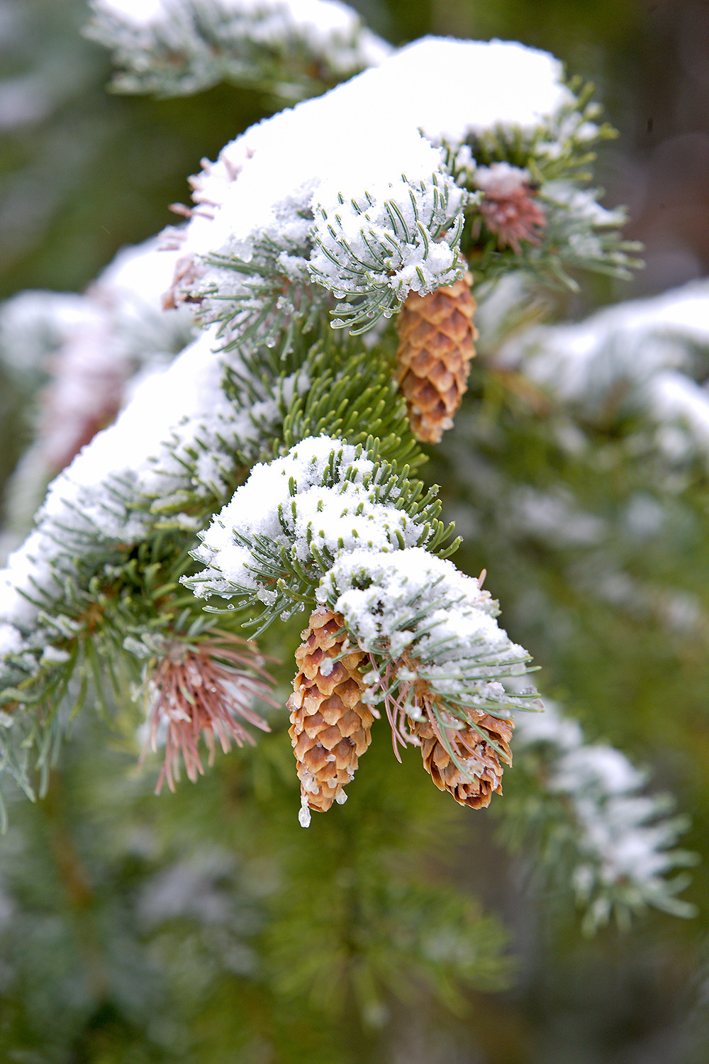 Close-up of snow-covered pine cones and needles forming intricate crystalline patterns