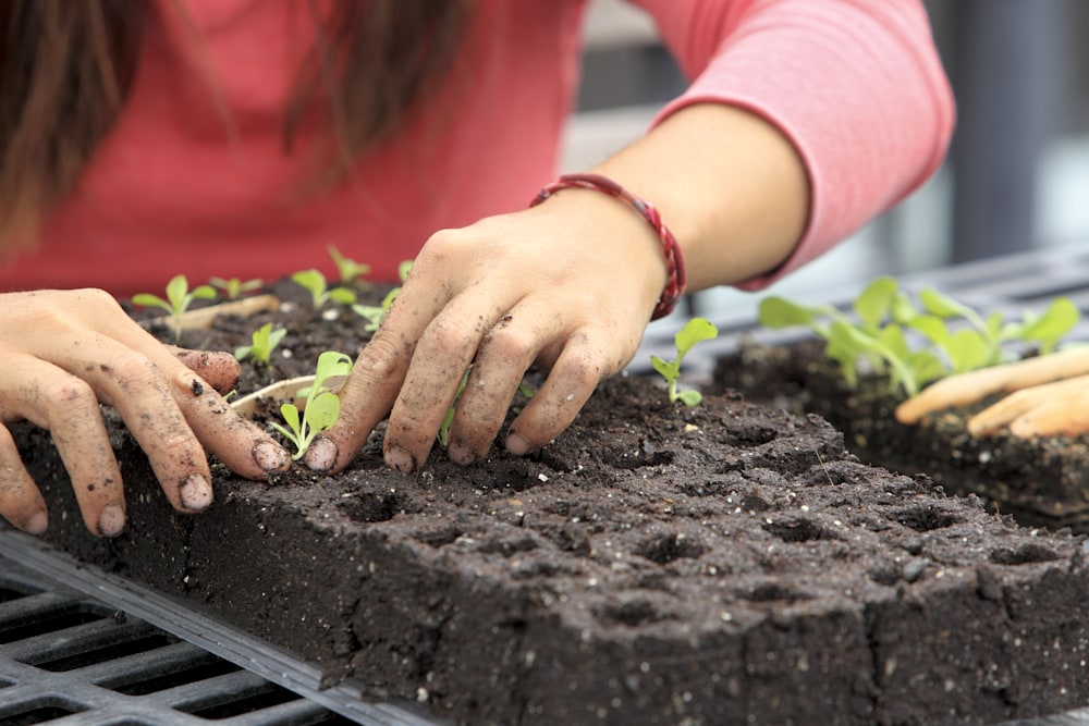 Hands working rich soil with young plants, illustrating soil structure, microbial life, and the interaction between water, roots, and living systems