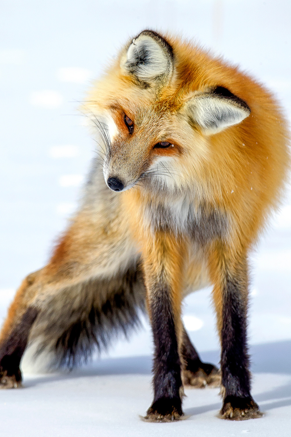 Close-up of a wild fox in deep listening posture, ears forward, body still—an animal attuned to subtle field gradients and environmental signals.