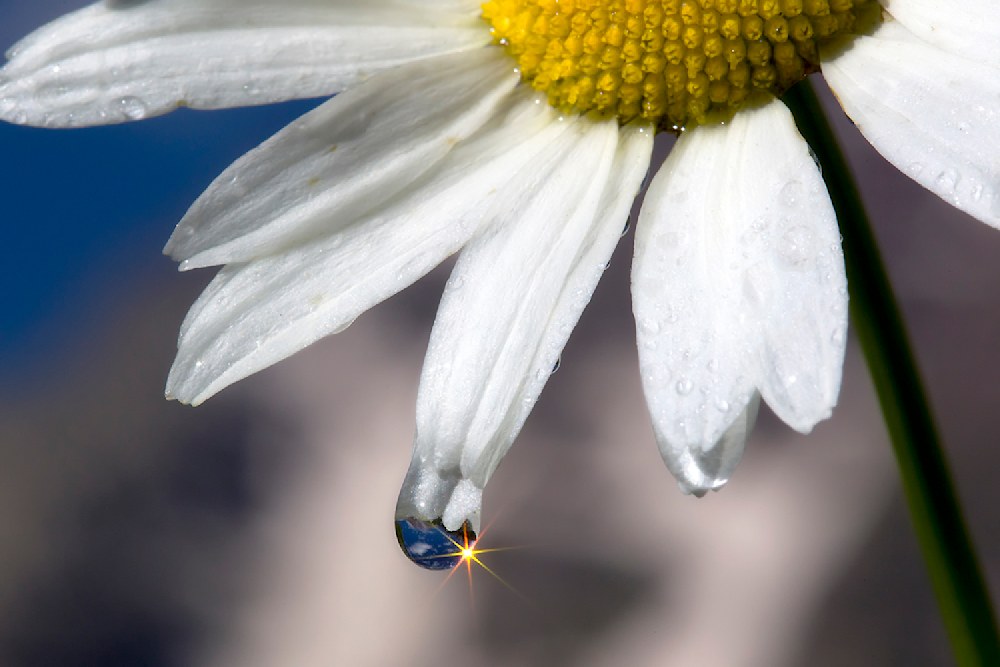 Daisy Flower with Water Drop and Sun Burst
