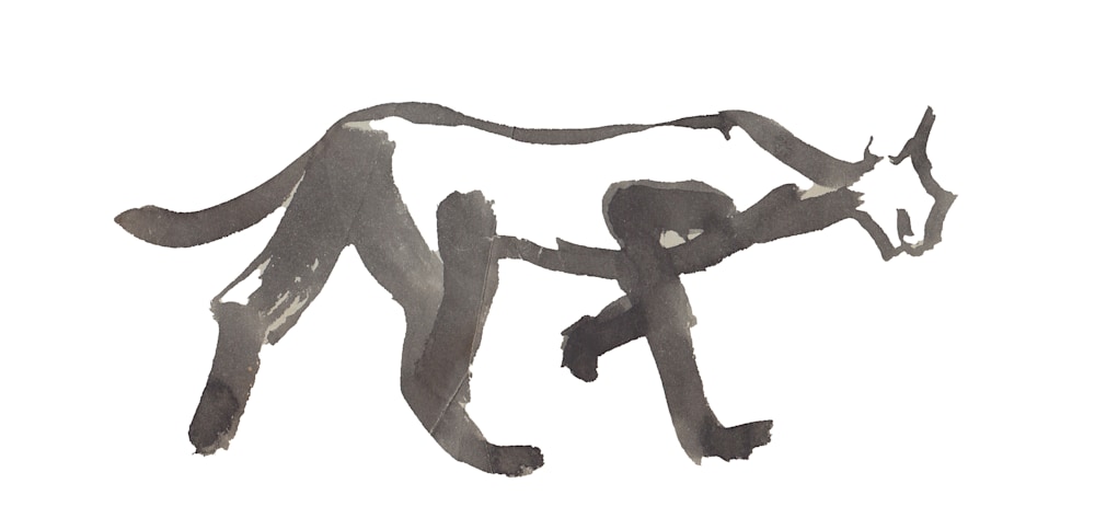 The Cat that Walked by itself with Great Determination! by Brenda Andersen