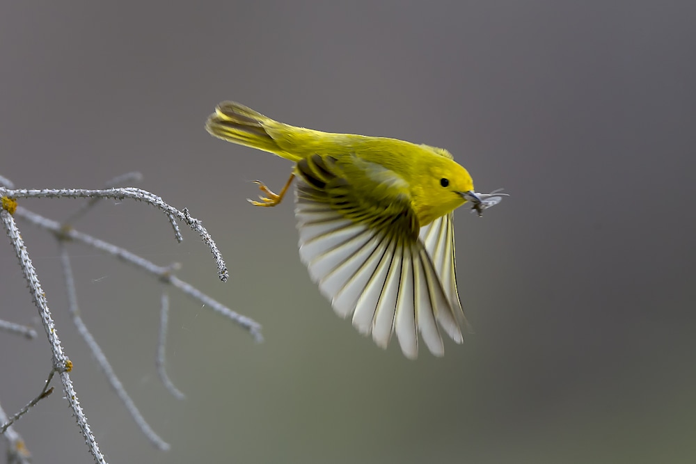 Yellow warbler catching an insect in flight, showing bird feeding behavior and insect-to-animal energy transfer in a North American food web