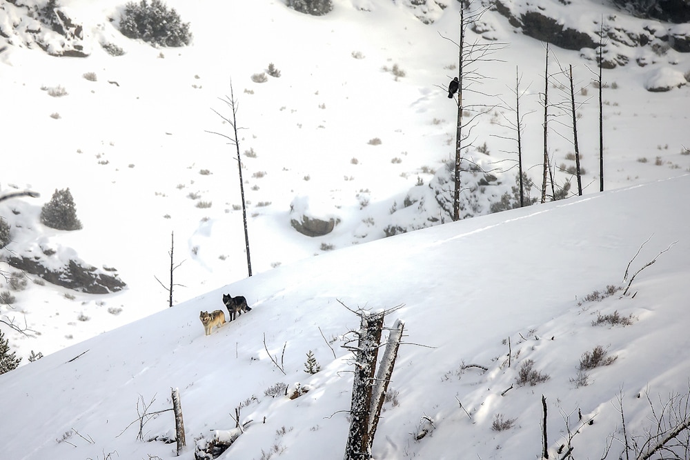 Two wolves on a snowy Yellowstone hillside with a golden eagle above, showing predator relationships, habitat context, and winter ecology in North America