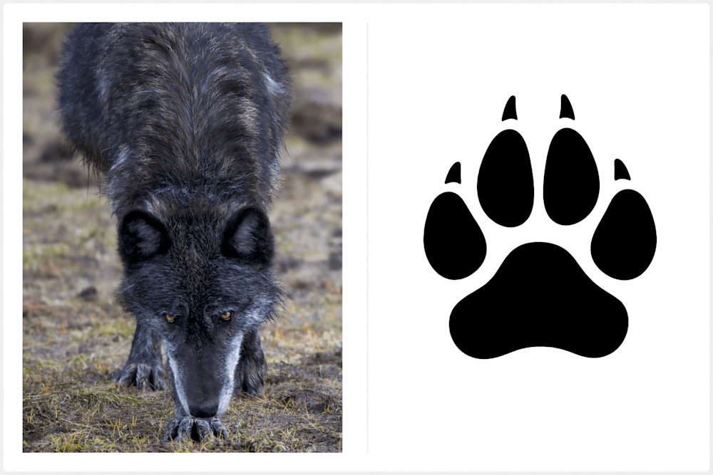 Wolf track glyph showing anatomy and negative space pattern