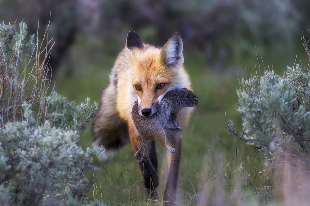 Fox carrying prey across snowy field showing predator feeding behavior in the wild