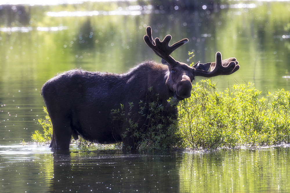 Moose feeding in wetland showing herbivore grazing behavior