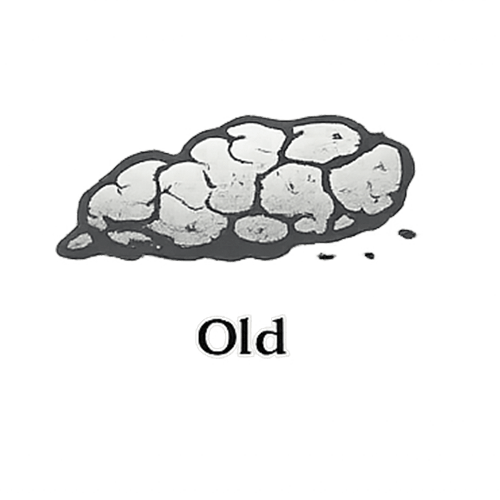 Old scat glyph showing lighter, cracked, broken texture indicating weathering and older field sign