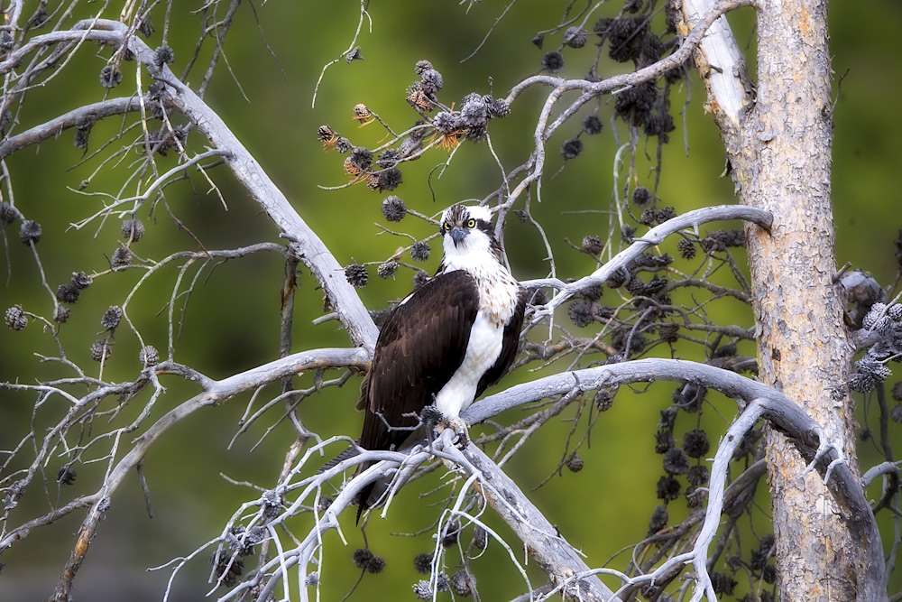 Osprey in mid-flight showing wing control and precision movement during hunting sequence
