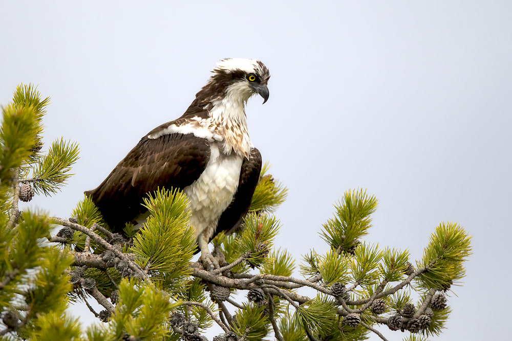 Osprey perched near open water habitat after scanning for fish in an aquatic ecosystem