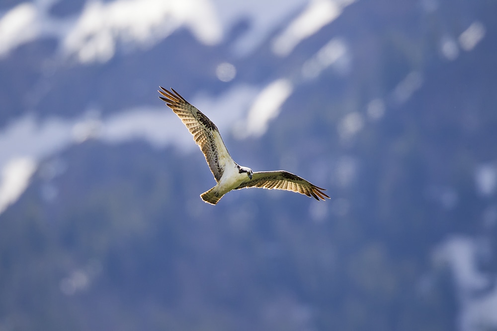 Osprey gliding over water scanning for fish before diving