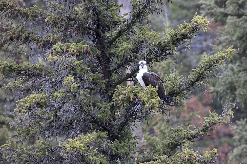 Osprey perched above open water habitat with clear visibility and nearby fishing access